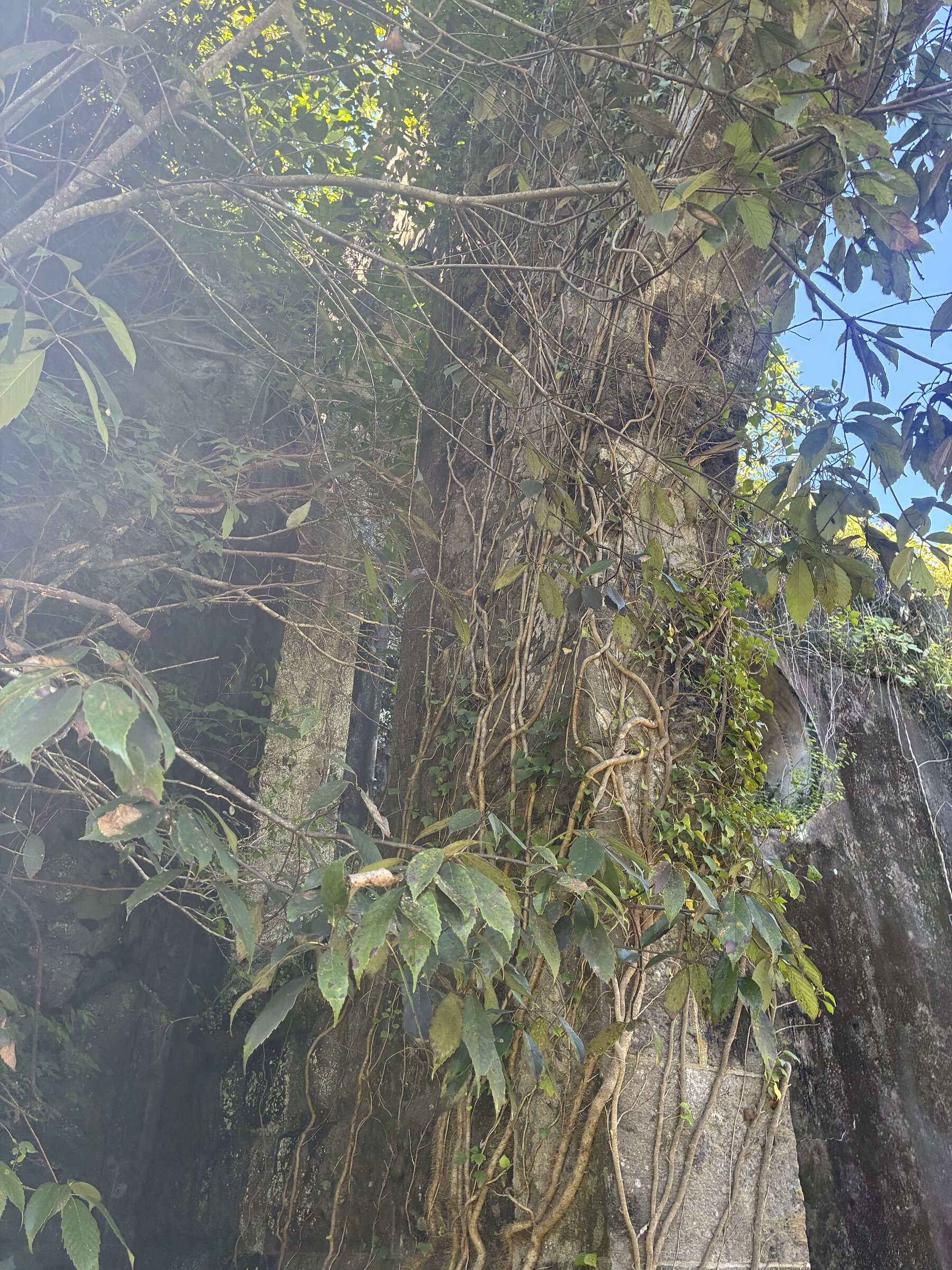 Vines climbing the stone walls of the old power station ruins