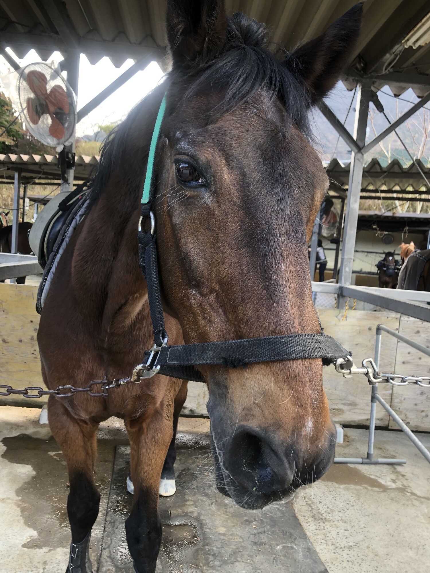 Close-up portrait of a bay horse at Crane Yufuin's covered stable area