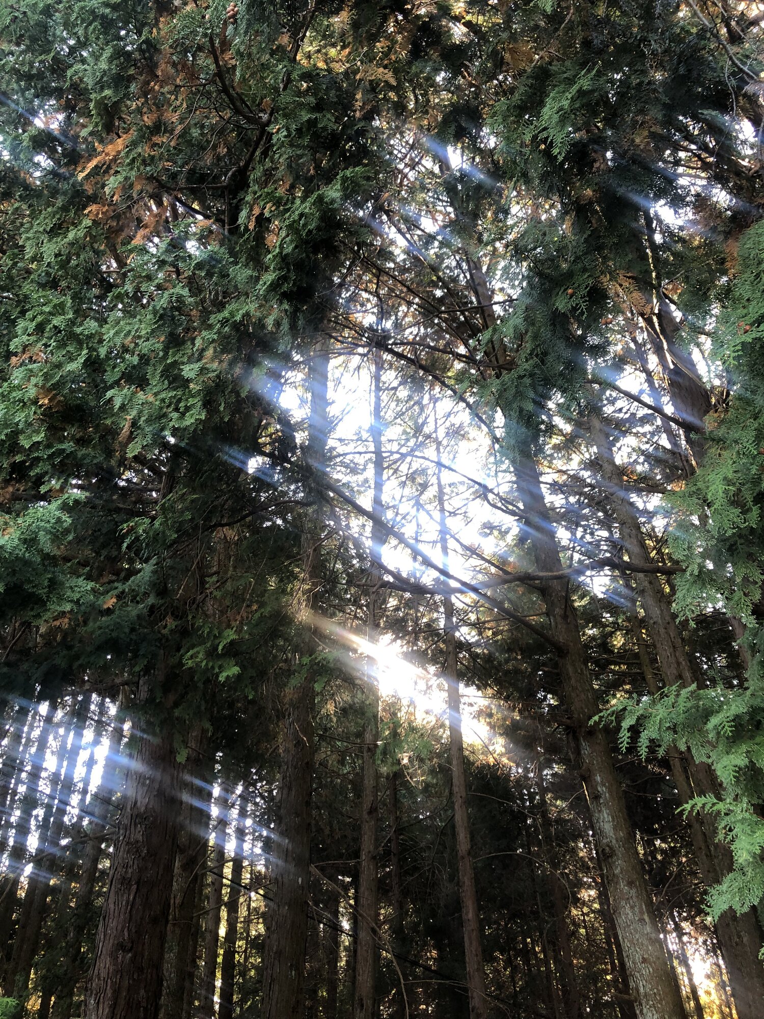 Sunbeams filtering through the cedar forest on the walk to Fukino Falls