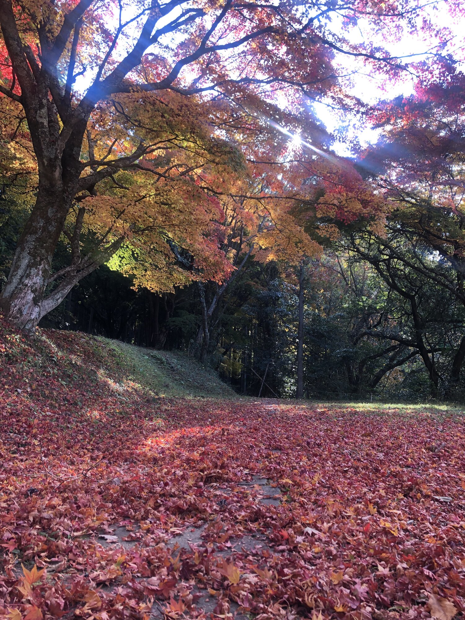 A maple leaf-lined path near Fukino Falls in November