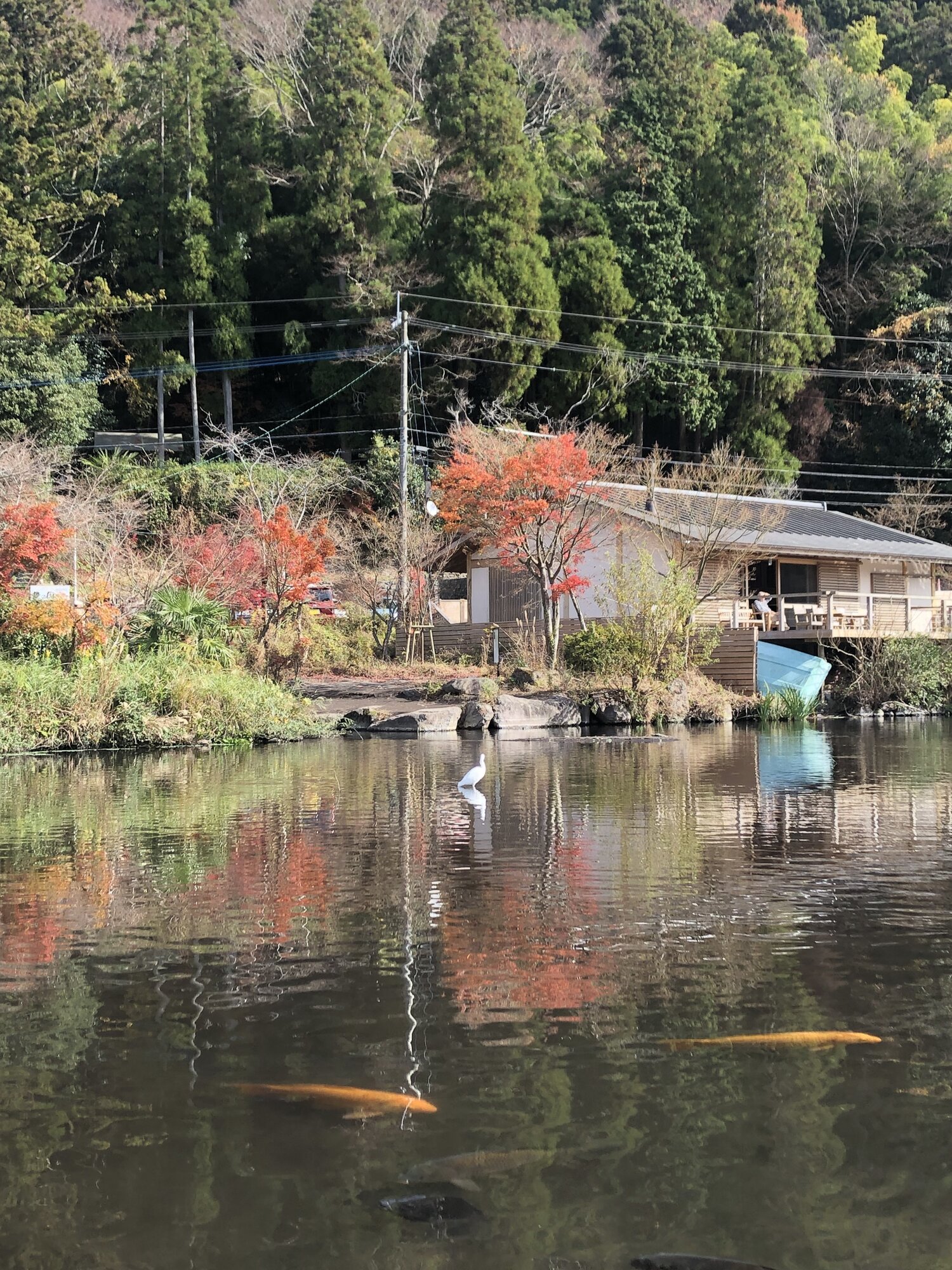 A heron and koi in Kinrinko Lake, framed by autumn maple color