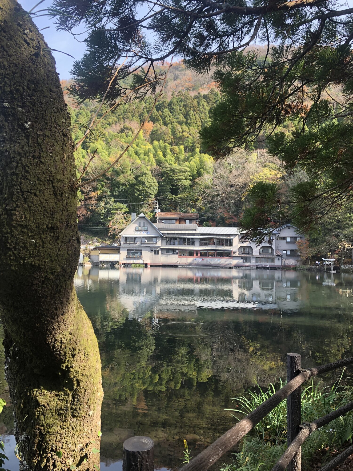 Kinrinko Lake framed by a mossy pine trunk, with buildings reflected on the water